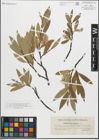 Foto von Salix glauca L.